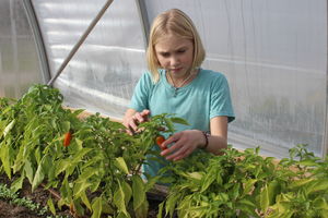 Greenhouse peppers